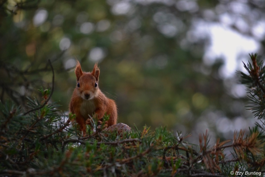 Red squirrel sitting in pine tree